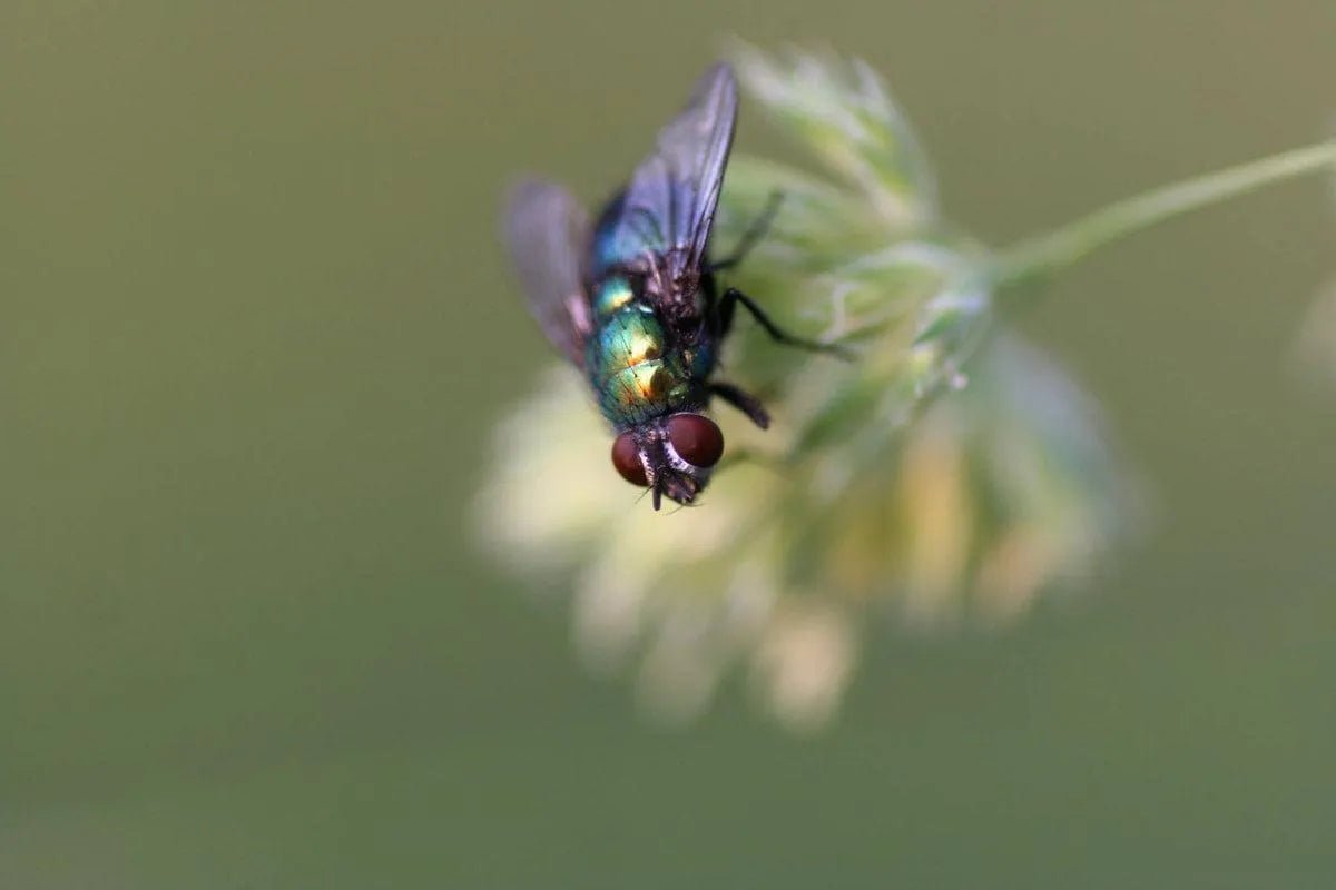 Problème de mouches avec ses couches lavables en été